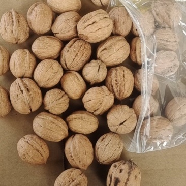 陕西小清香核桃，