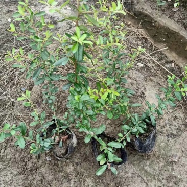 火棘基地，杯苗地苗，色泽鲜艳，植株健壮，各种规格齐全