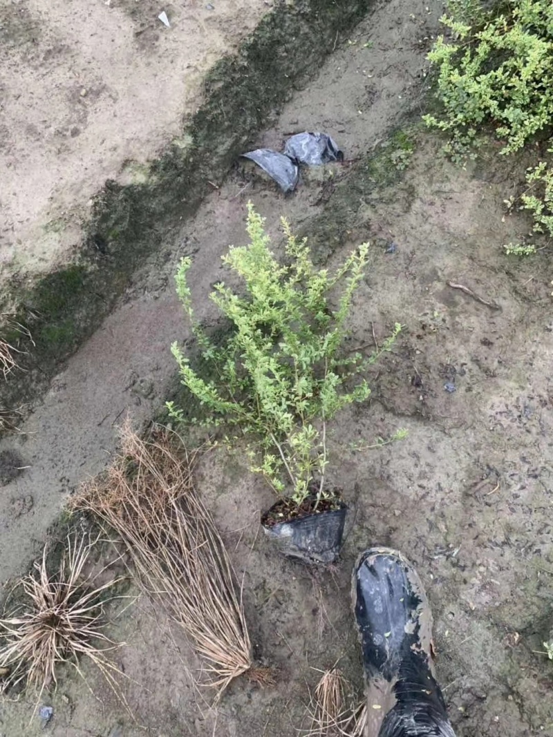 火棘基地，杯苗地苗，色泽鲜艳，植株健壮，各种规格齐全
