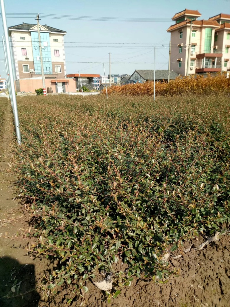 火棘基地，杯苗地苗，色泽鲜艳，植株健壮，各种规格齐全
