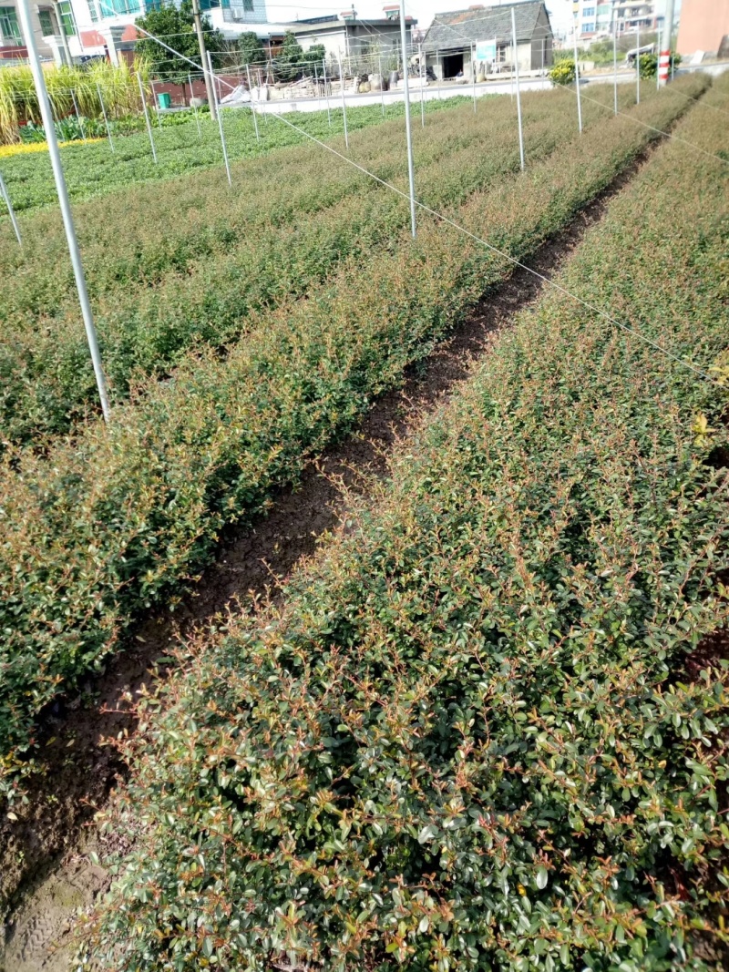 火棘基地，杯苗地苗，色泽鲜艳，植株健壮，各种规格齐全