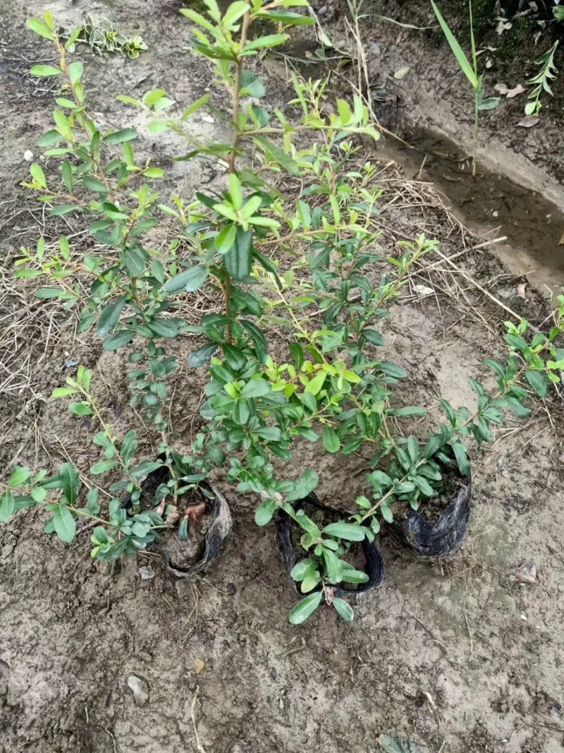 火棘基地，杯苗地苗，色泽鲜艳，植株健壮，各种规格齐全