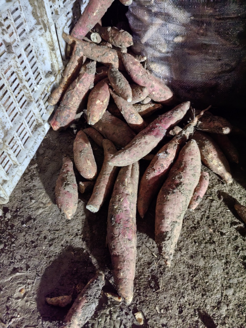 西瓜红通货