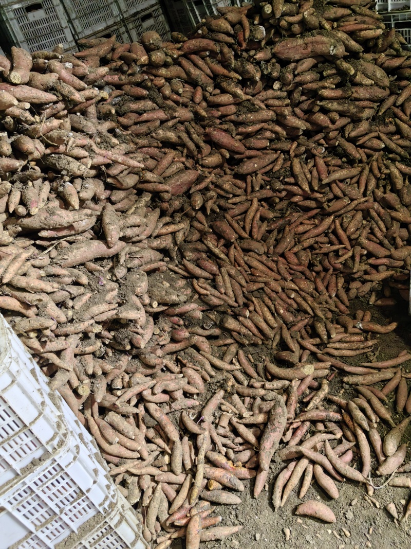 西瓜红通货