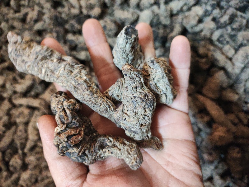 地黄整个焦作怀地黄整个生地黄地黄生地黄