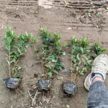 金丝桃基地，杯苗地苗，色泽鲜艳，植株健壮，各种规格齐全
