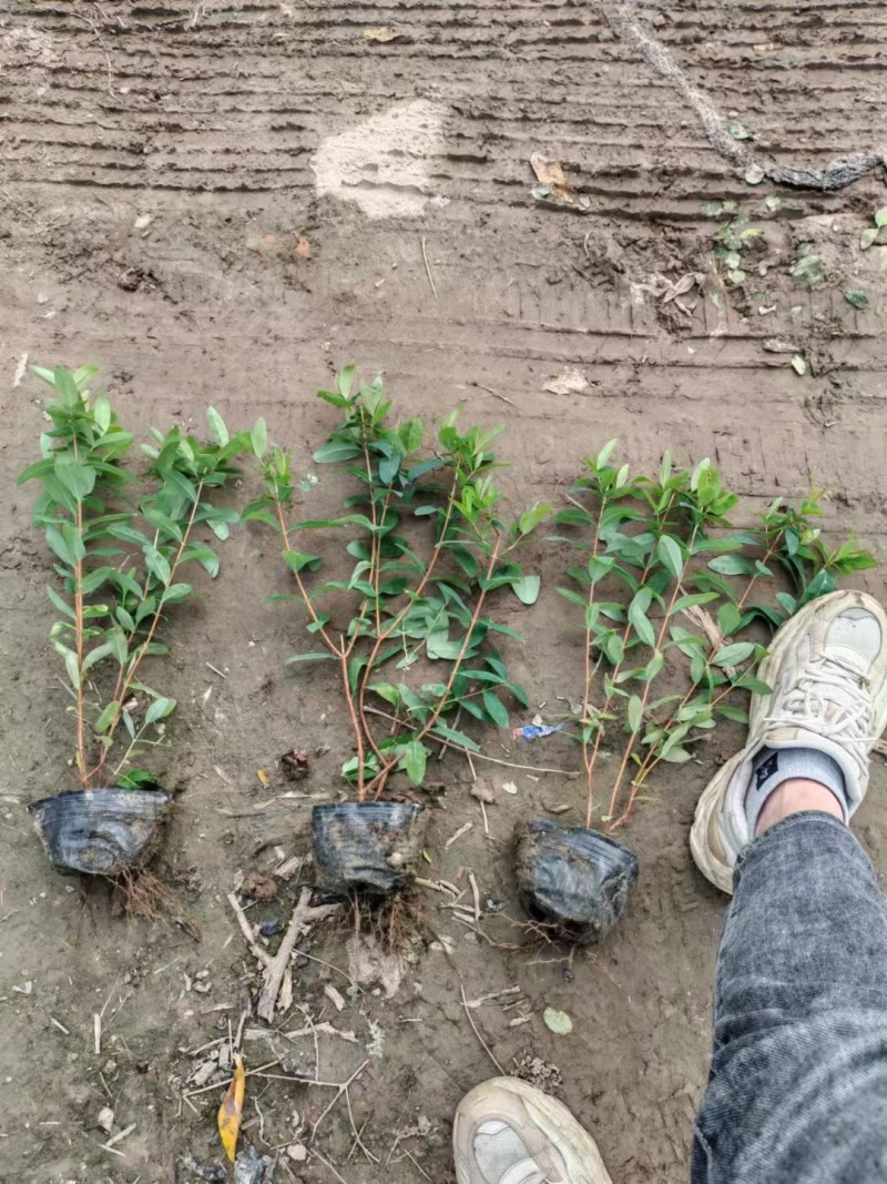 金丝桃基地，杯苗地苗，色泽鲜艳，植株健壮，各种规格齐全