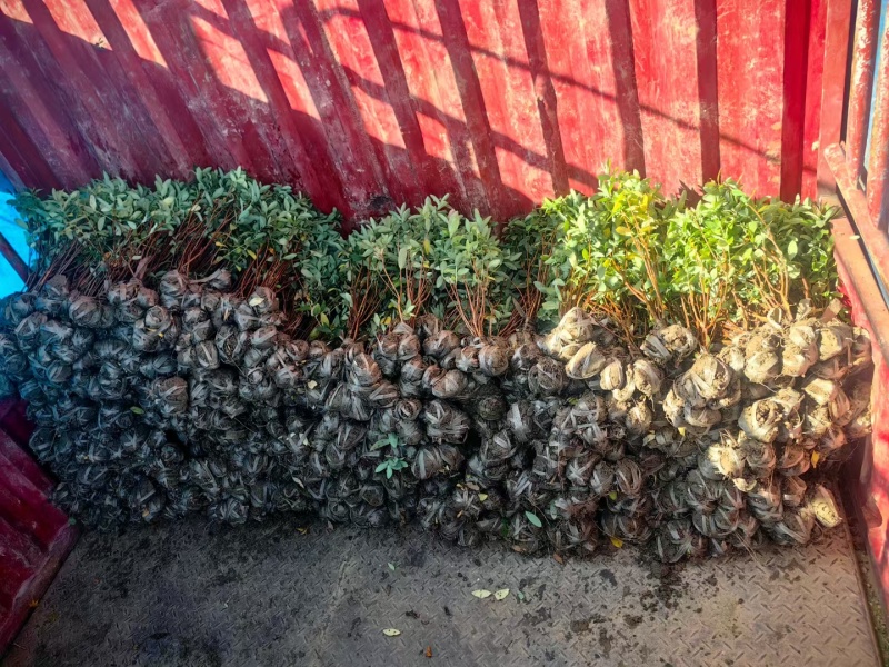 金丝桃基地，杯苗地苗，色泽鲜艳，植株健壮，各种规格齐全