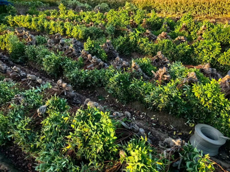 金丝桃基地，杯苗地苗，色泽鲜艳，植株健壮，各种规格齐全