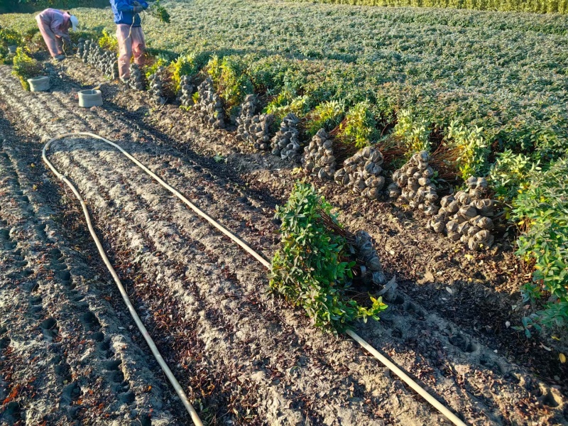 金丝桃基地，杯苗地苗，色泽鲜艳，植株健壮，各种规格齐全