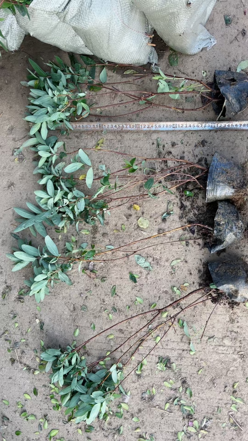 金丝桃基地，杯苗地苗，色泽鲜艳，植株健壮，各种规格齐全