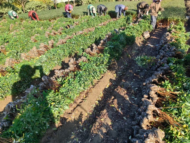 金丝桃基地，杯苗地苗，色泽鲜艳，植株健壮，各种规格齐全