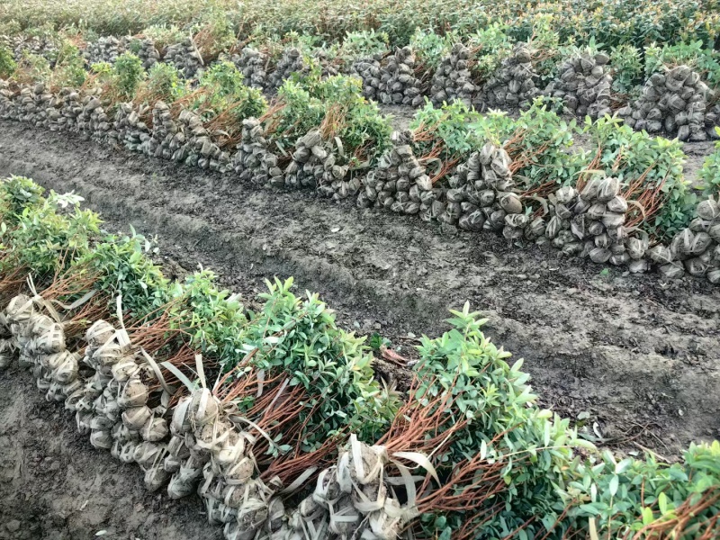 金丝桃基地，杯苗地苗，色泽鲜艳，植株健壮，各种规格齐全