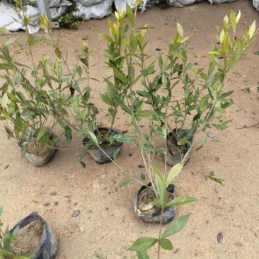 小叶栀子基地，杯苗地苗，色泽鲜艳，植株健壮，各种规格齐全