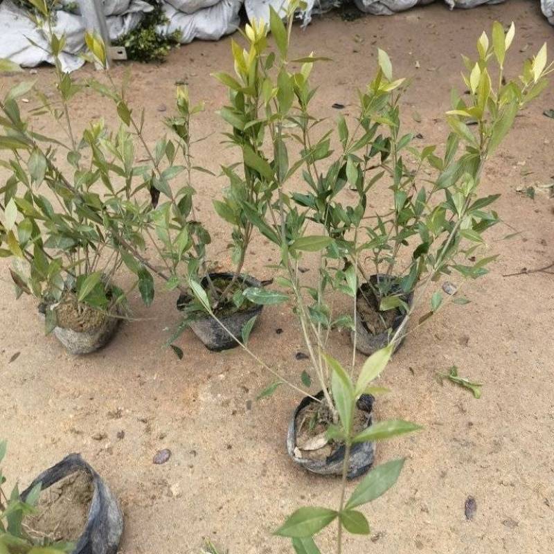 小叶栀子基地，杯苗地苗，色泽鲜艳，植株健壮，各种规格齐全