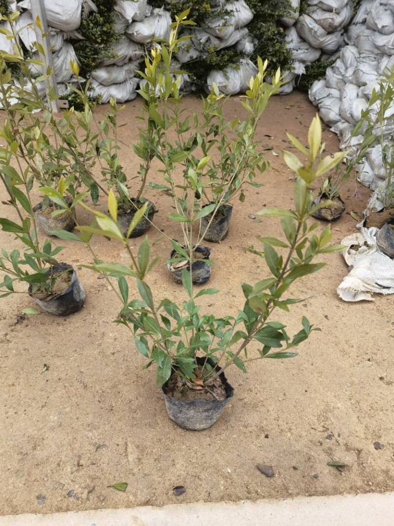 小叶栀子基地，杯苗地苗，色泽鲜艳，植株健壮，各种规格齐全