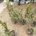 小叶栀子基地，杯苗地苗，色泽鲜艳，植株健壮，各种规格齐全