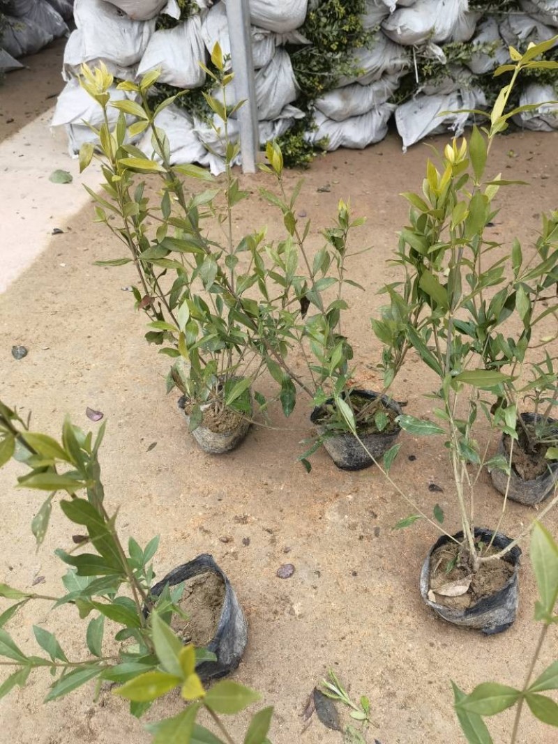 小叶栀子基地，杯苗地苗，色泽鲜艳，植株健壮，各种规格齐全