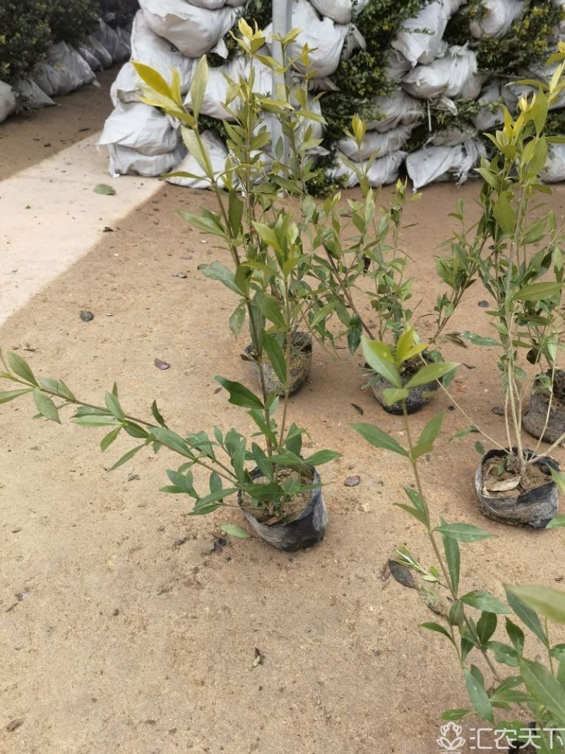 小叶栀子基地，杯苗地苗，色泽鲜艳，植株健壮，各种规格齐全