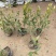 小叶栀子基地，杯苗地苗，色泽鲜艳，植株健壮，各种规格齐全