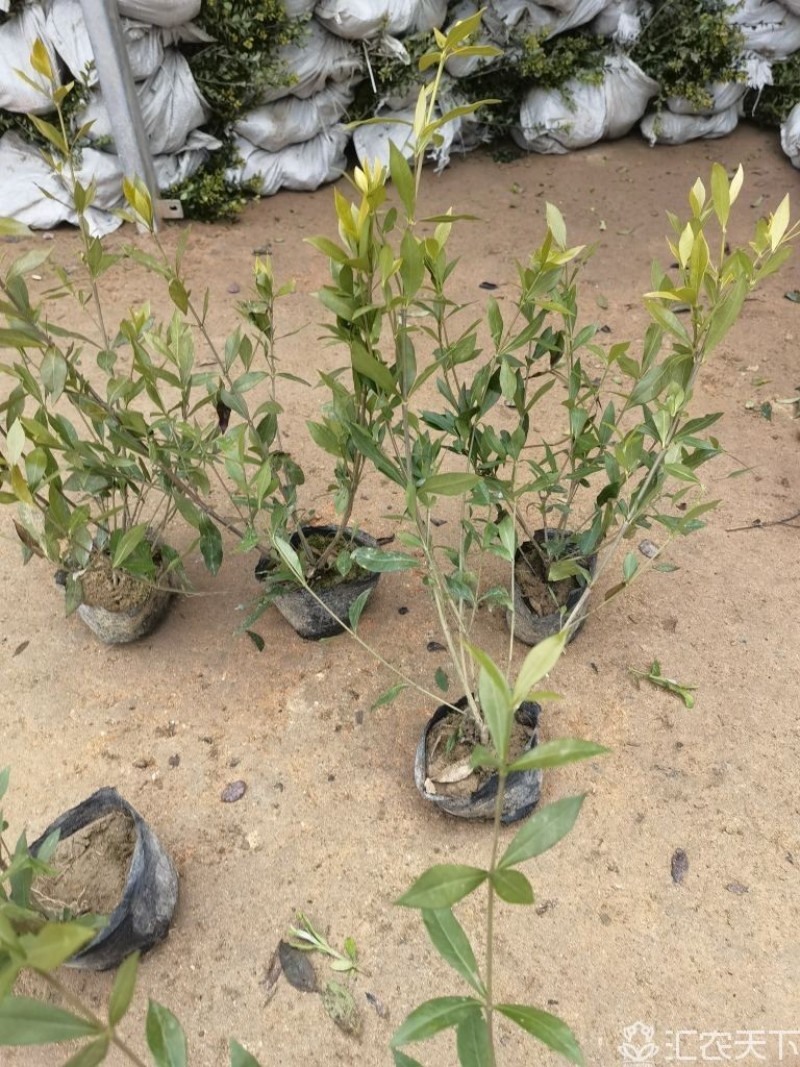 小叶栀子基地，杯苗地苗，色泽鲜艳，植株健壮，各种规格齐全