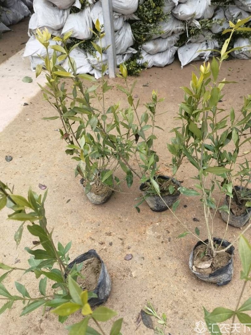小叶栀子基地，杯苗地苗，色泽鲜艳，植株健壮，各种规格齐全