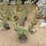 小叶栀子基地，杯苗地苗，色泽鲜艳，植株健壮，各种规格齐全