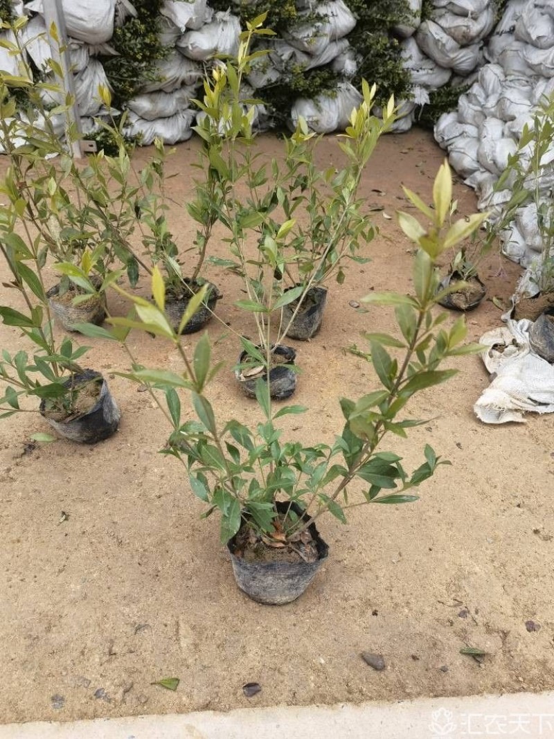 小叶栀子基地，杯苗地苗，色泽鲜艳，植株健壮，各种规格齐全