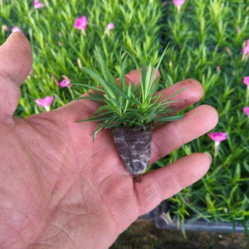 欧石竹穴盘苗，质优价廉，可以栽植工地，盆苗，价格优惠，欢