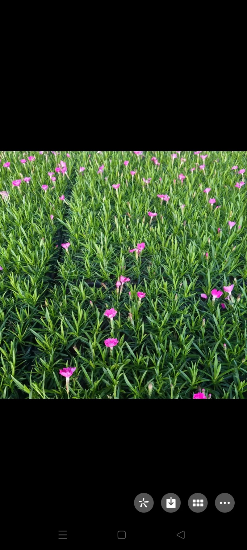 欧石竹穴盘苗，质优价廉，可以栽植工地，盆苗，价格优惠，欢