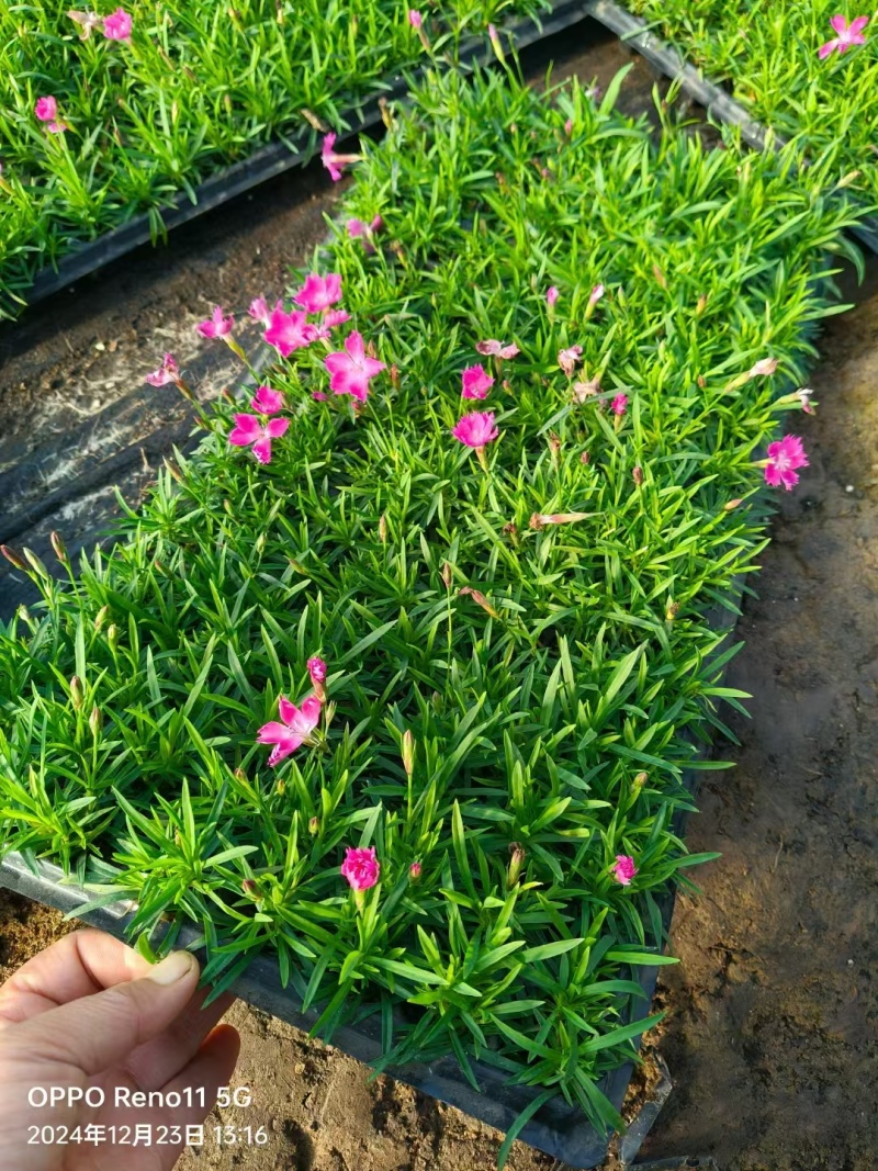 欧石竹穴盘苗，质优价廉，可以栽植工地，盆苗，价格优惠，欢