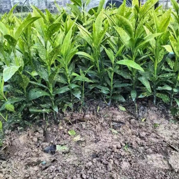 洒金珊瑚基地，杯苗地苗，色泽鲜艳，植株健壮，各种规格齐全
