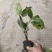 洒金珊瑚基地，杯苗地苗，色泽鲜艳，植株健壮，各种规格齐全