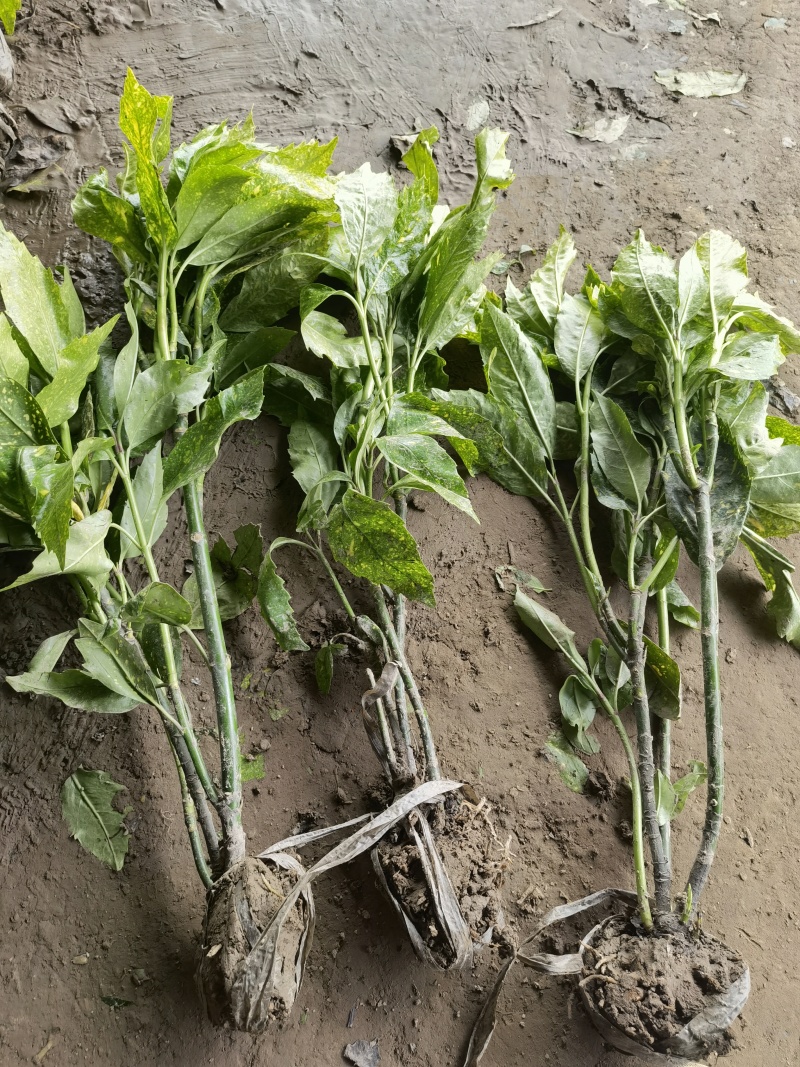 洒金珊瑚基地，杯苗地苗，色泽鲜艳，植株健壮，各种规格齐全