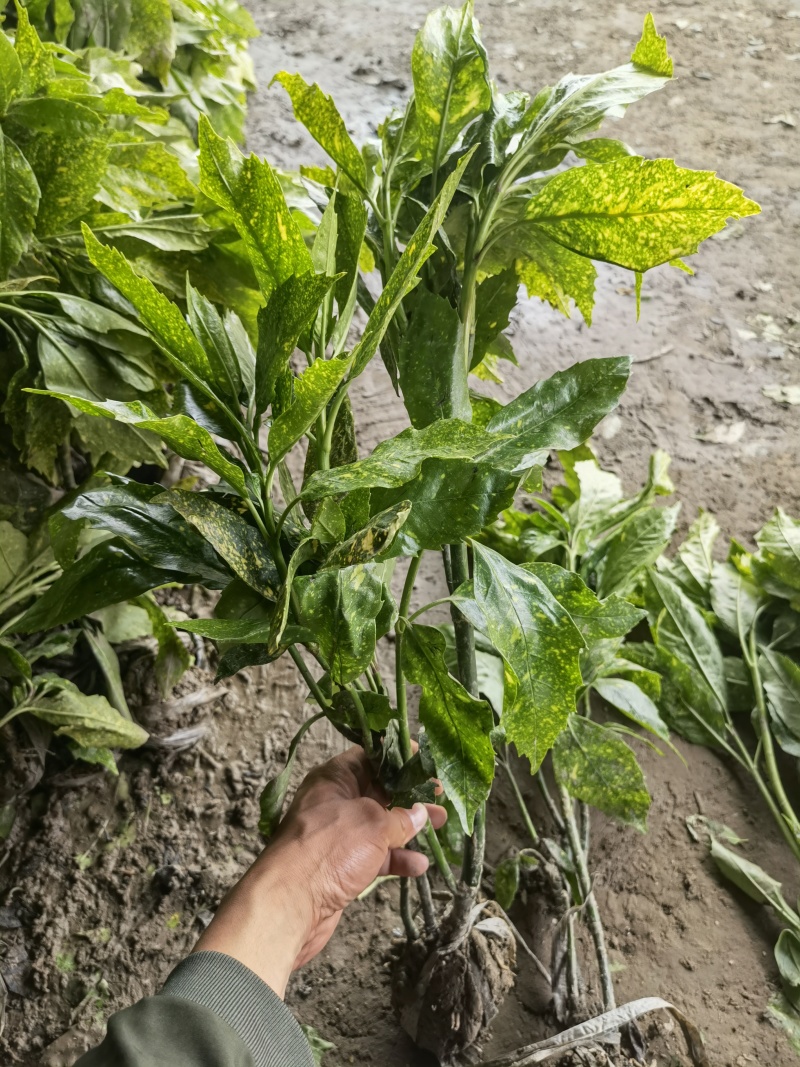 洒金珊瑚基地，杯苗地苗，色泽鲜艳，植株健壮，各种规格齐全