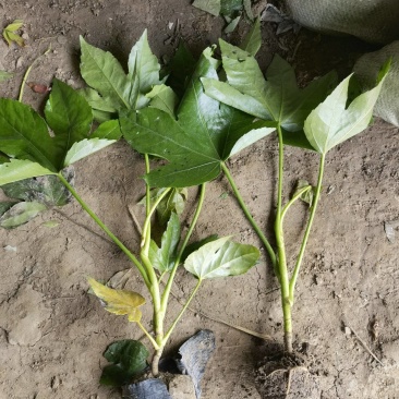 八角金盘基地，杯苗地苗，色泽鲜艳，植株健壮，各种规格齐全