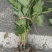 八角金盘基地，杯苗地苗，色泽鲜艳，植株健壮，各种规格齐全