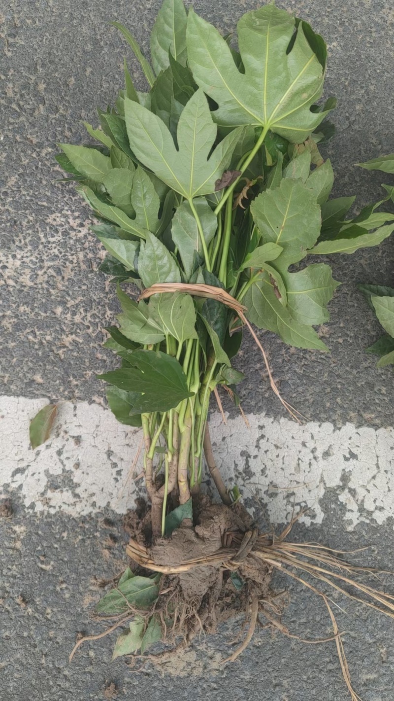 八角金盘基地，杯苗地苗，色泽鲜艳，植株健壮，各种规格齐全