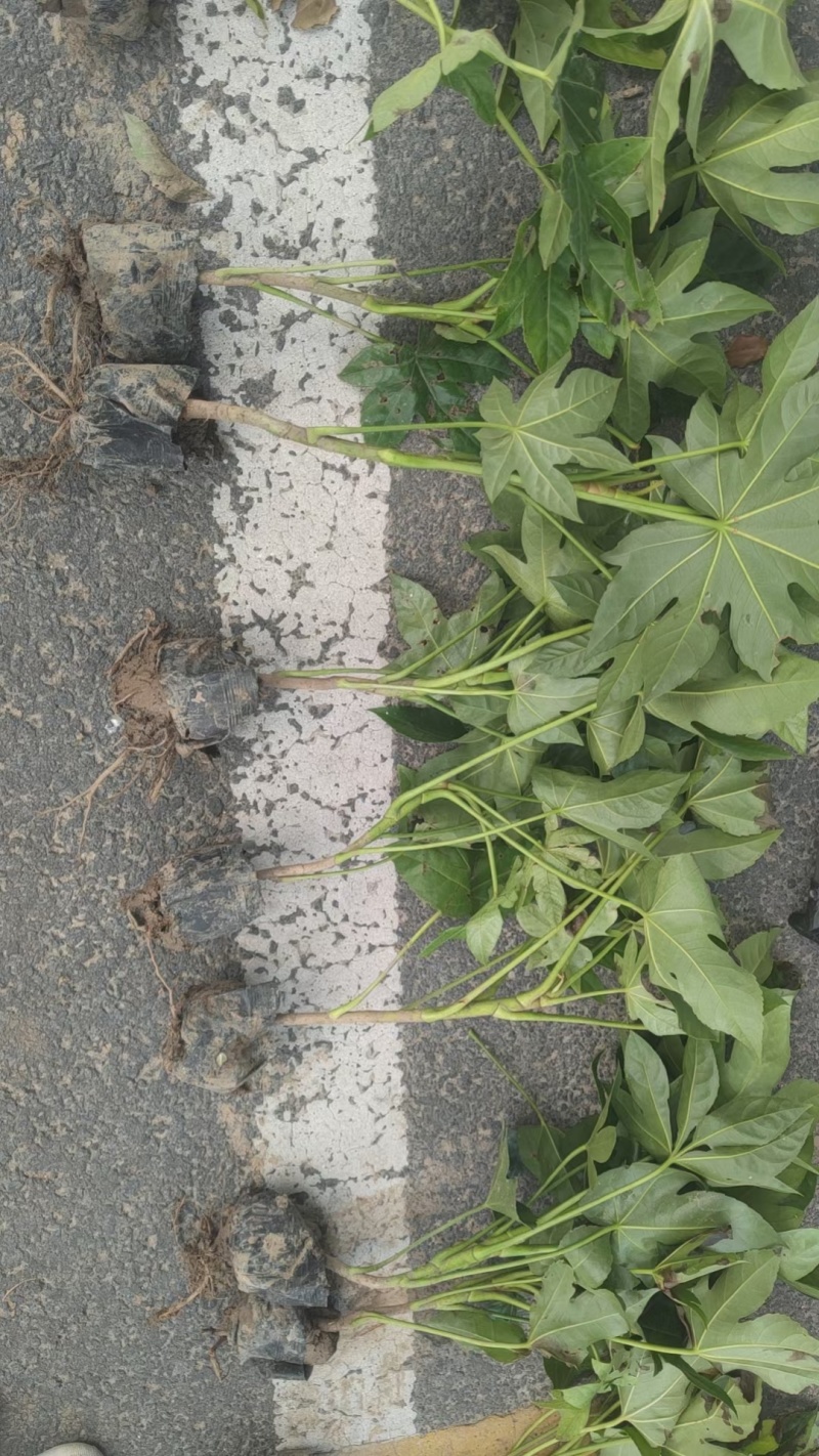 八角金盘基地，杯苗地苗，色泽鲜艳，植株健壮，各种规格齐全