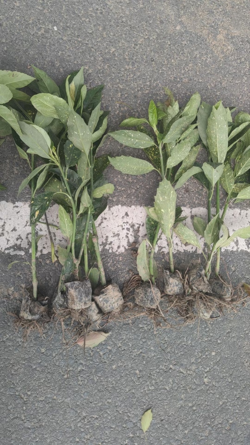 八角金盘基地，杯苗地苗，色泽鲜艳，植株健壮，各种规格齐全
