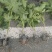 八角金盘基地，杯苗地苗，色泽鲜艳，植株健壮，各种规格齐全
