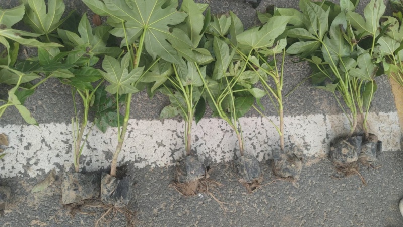 八角金盘基地，杯苗地苗，色泽鲜艳，植株健壮，各种规格齐全