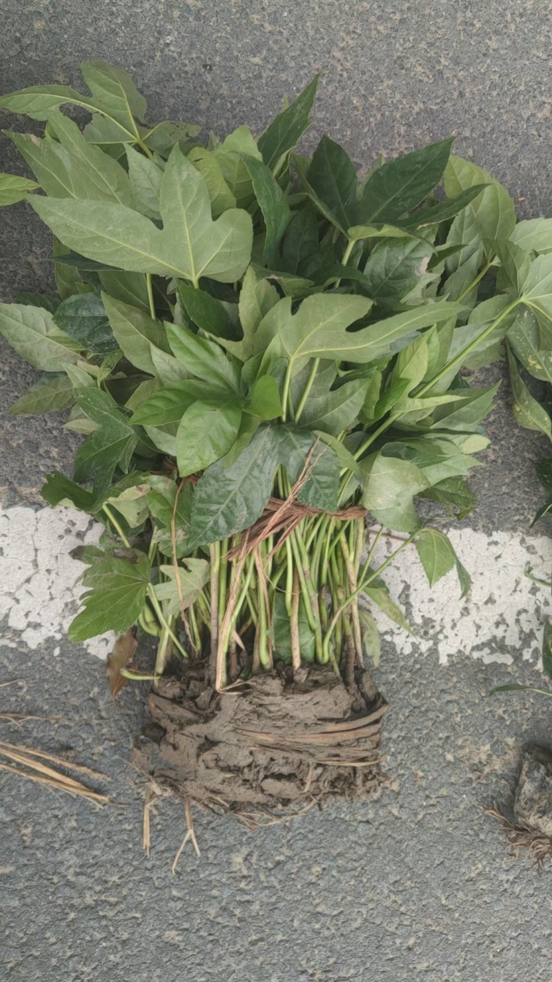 八角金盘基地，杯苗地苗，色泽鲜艳，植株健壮，各种规格齐全