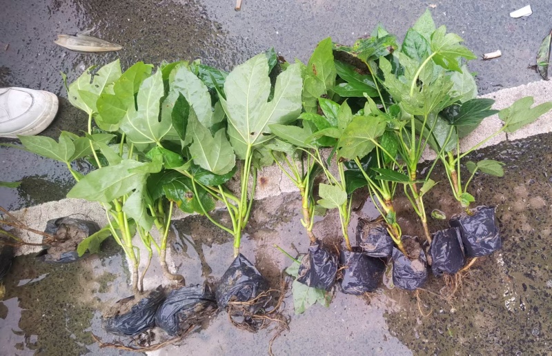 八角金盘基地，杯苗地苗，色泽鲜艳，植株健壮，各种规格齐全