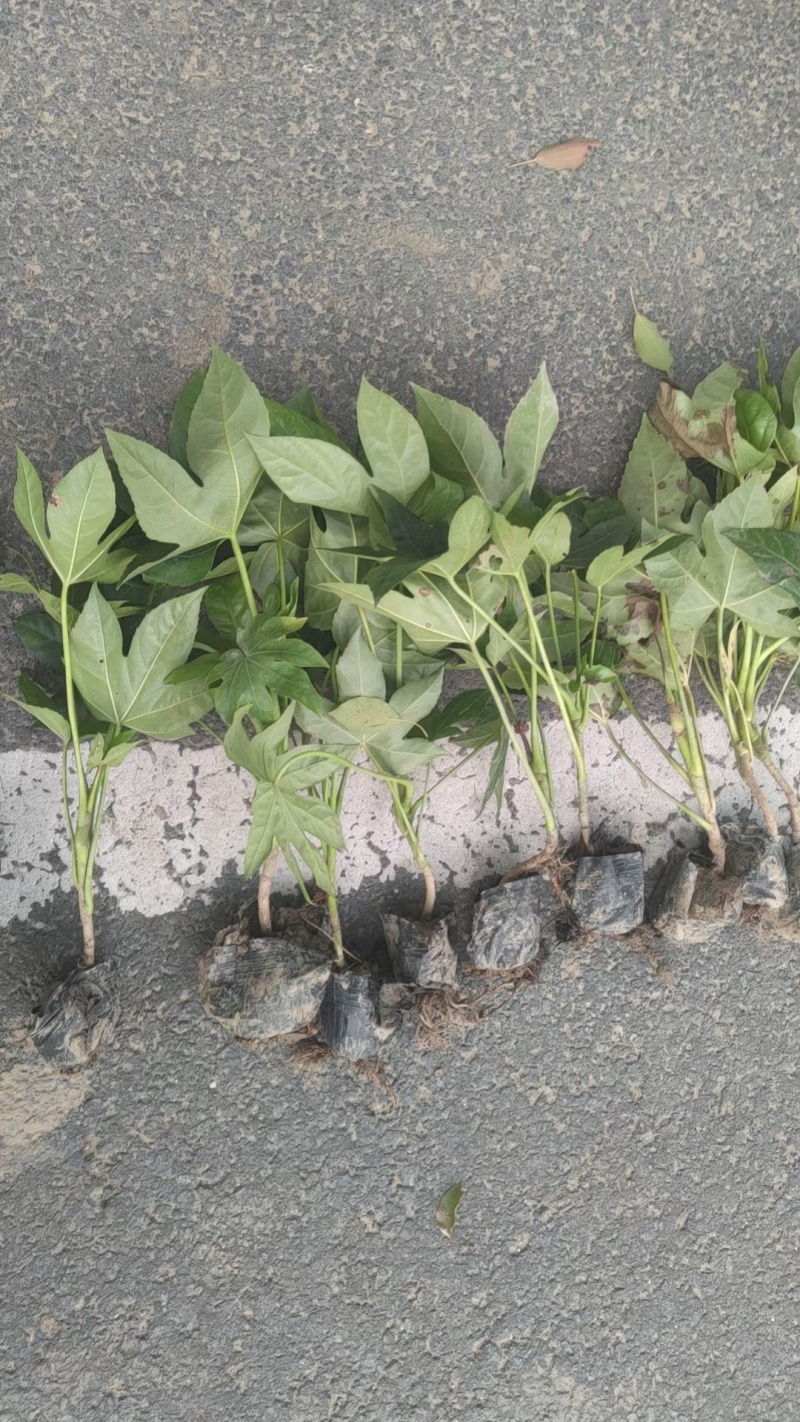 八角金盘基地，杯苗地苗，色泽鲜艳，植株健壮，各种规格齐全