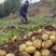 黄心土豆，新鲜，量大优惠