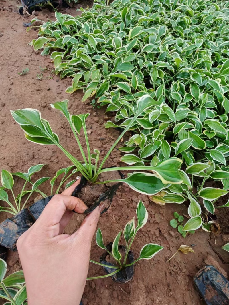 玉簪基地，杯苗地苗，色泽鲜艳，植株健壮，各种规格齐全