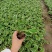 玉簪基地，杯苗地苗，色泽鲜艳，植株健壮，各种规格齐全
