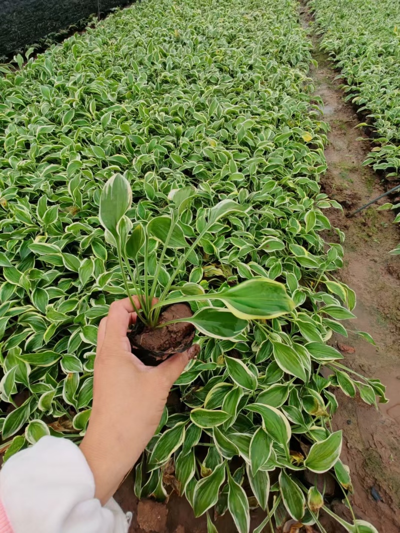 玉簪基地，杯苗地苗，色泽鲜艳，植株健壮，各种规格齐全