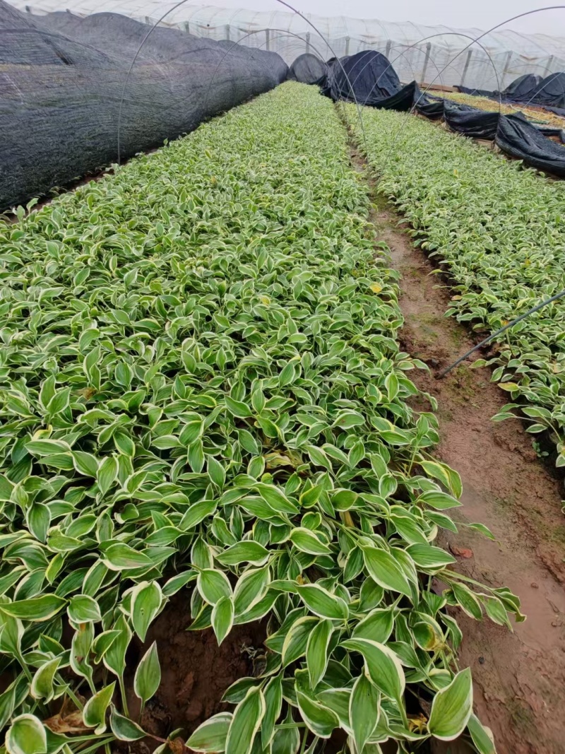 玉簪基地，杯苗地苗，色泽鲜艳，植株健壮，各种规格齐全